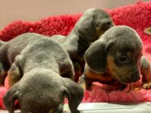 Puppies for sale dachshund - Netherlands, Eindhoven. Price 10 €