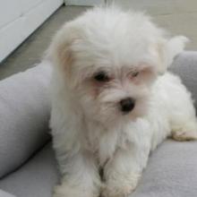 Puppies for sale maltese - Sweden, Helsingborg