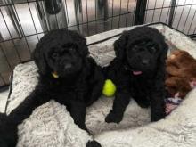 Puppies for sale miniature poodle - Germany, Augsburg. Price 10 €