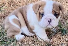 Puppies for sale english bulldog - Belgium, Bruges