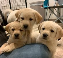 Puppies for sale labrador - Italy, Genoa