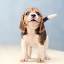 Puppies for sale beagle - Germany, Munich