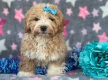 Puppies for sale , havapoo - United Kingdom, Sunderland