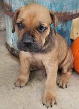 Puppies for sale , cane corso mastif - Tajikistan, Dushanbe