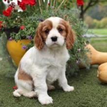 Puppies for sale king charles spaniel - Canada, Newfoundland and Labrador