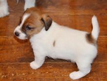 Puppies for sale jack russell terrier - Kyrgyzstan, Bishkek