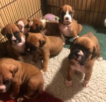 Puppies for sale boxer - Germany, Augsburg