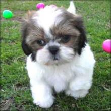 Puppies for sale shih tzu - Greece, Larissa