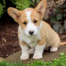 Puppies for sale , welsh corgi,pembroke - Canada, Manitoba