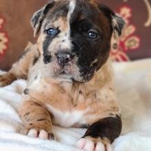 Puppies for sale bullmastiff - United Kingdom, Nottingham. Price 12 €