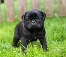 Puppies for sale pug - Czech Republic, Nitra