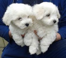 Puppies for sale maltese - Denmark, Kopenagen