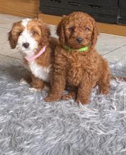 Puppies for sale toy-poodle - Austria, Graz