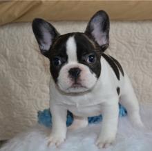 Puppies for sale french bulldog - Kazakhstan, Zheskazgan