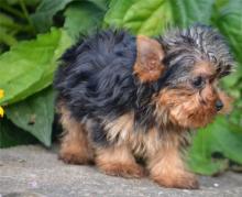 Puppies for sale yorkshire terrier - Italy, Perugia