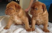 Puppies for sale bordeaux dog - Lithuania, Kaunas