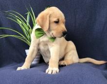 Puppies for sale labrador retriever - Lithuania, Birzai