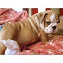 Puppies for sale american bulldog - Czech Republic, Hradec Kralove