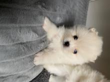 Puppies for sale , pomeranian - France, Lion