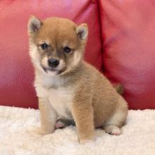 Puppies for sale , shiba inu - Poland, Poznan