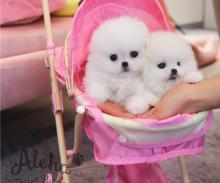 Puppies for sale pomeranian spitz - Denmark, Kopenagen