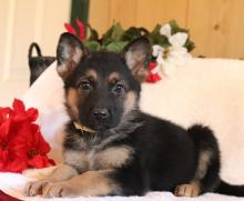 Puppies for sale german shepherd dog - Belarus, Minsk