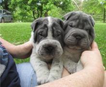 Puppies for sale shar pei - Sweden, Leksand