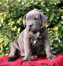 Puppies for sale other breed, cane corso - Finland, Alajarvi