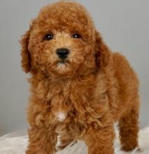 Puppies for sale toy-poodle - Belgium, Bruges