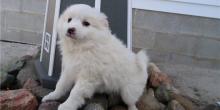 Puppies for sale eskimo dog - Belarus, Maladzyechna