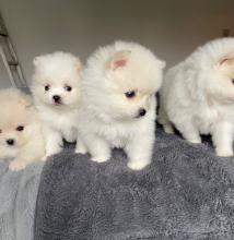 Puppies for sale , pomeranian - France, Paris