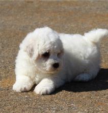 Puppies for sale bichon - Germany, Karlsruhe