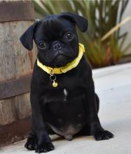 Puppies for sale pug - Kazakhstan, Astana