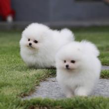 Puppies for sale pomeranian spitz - Greece, Athens