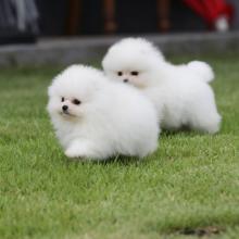 Puppies for sale pomeranian spitz - Germany, Frankfurt