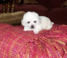 Puppies for sale , toy poodle - Latvia, Madonna