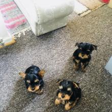 Puppies for sale yorkshire terrier - Belarus, Gomel