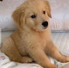 Puppies for sale , goldern retriever - Ukraine, Donetsk