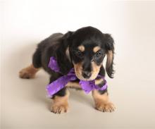 Puppies for sale dachshund - Georgia, Rustavi