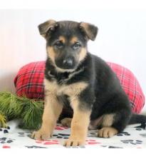 Puppies for sale german shepherd dog - Lithuania, Telshiai