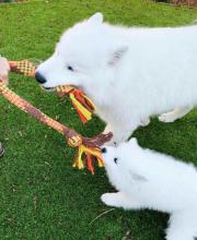Puppies for sale , samoyed - Denmark, Aalborg