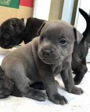 Puppies for sale staffordshire bull terrier - Poland, Jani