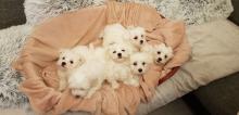 Puppies for sale maltese - Canada, Alberta