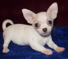 Puppies for sale chihuahua - Ukraine, Dnipropetrovsk