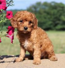 Puppies for sale mixed breed, cockapoo - Estonia, Kohtla-Jarve