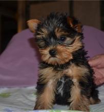 Puppies for sale yorkshire terrier - United Kingdom, Esek