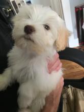 Puppies for sale havanese - Slovenia, Kralevitse