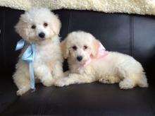 Puppies for sale poodle - Cyprus, Nicosia