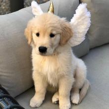 Puppies for sale golden retriever - Spain, Madrid