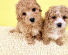 Puppies for sale poodle - Ukraine, Poltava